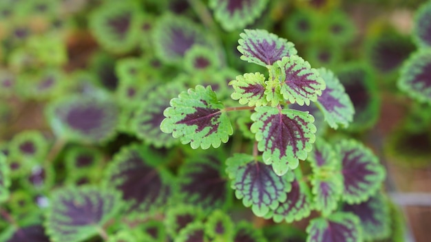 Coleus o miana planta deja primer plano