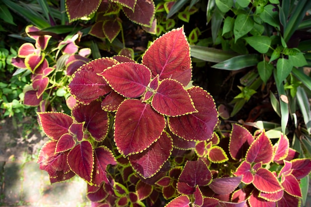 Coleus-Pflanze Bunte Blätter Verschiedene Sorten von Coleus-Pflanzenblättern