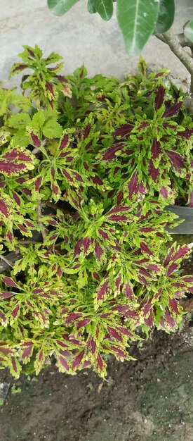 Foto coleus-pflanze mit grünen blättern, rote legierung aus naher nähe