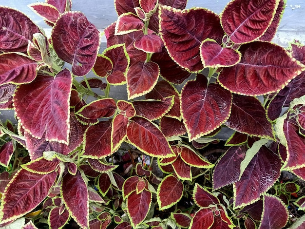 Coleus-Pflanze mit roten und grünen Blättern im Hintergrund