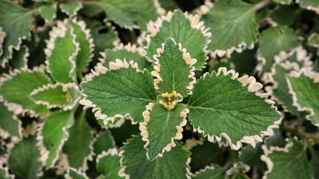 Foto coleus pflanze oder miana grüner lippenstift oder miana grün weißes buntes blatt