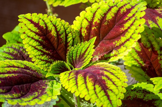 Coleus Pflanze