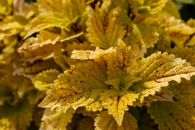 Foto coleus planta de follaje amarillo fondo hermosas hojas de colores de la planta de coleus que crece al aire libre