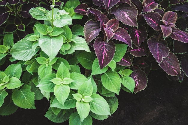 Coleus plantas Plectranthus scutellarioides con hojas verdes y moradas en el jardín