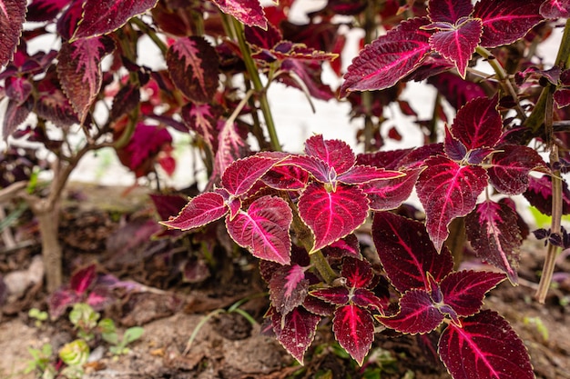 Coleus scutellarioides, allgemein bekannt als Coleus