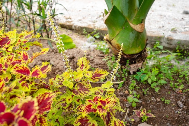 Coleus scutellarioides, comumente conhecido como coleus