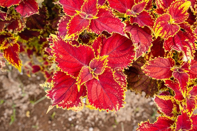 Coleus scutellarioides, comumente conhecido como coleus