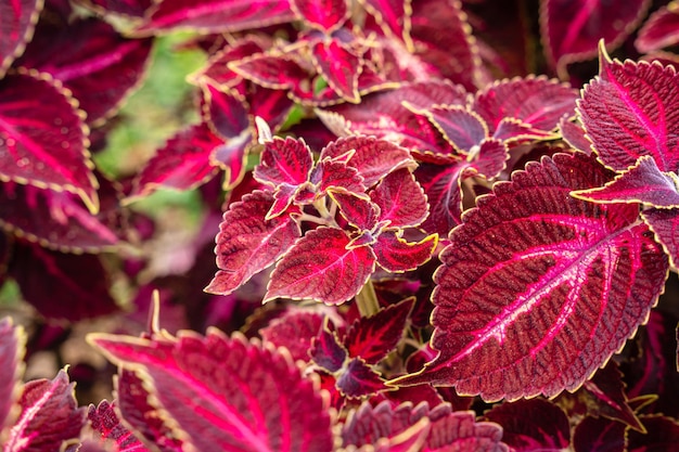 Coleus scutellarioides, comumente conhecido como coleus