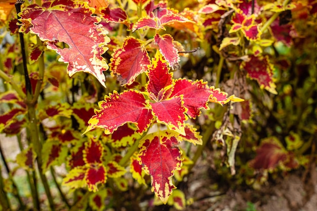 Coleus scutellarioides, comumente conhecido como coleus