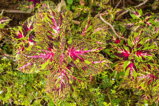 Coleus scutellarioides, comumente conhecido como coleus