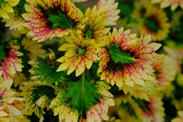 Coleus scutellarioides oder Coleus ist eine Pflanzenart aus der Familie der Lippenblütler (Lamiaceae). Miana