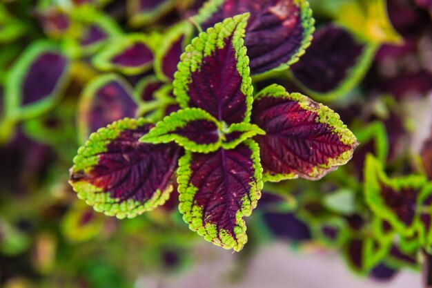 Foto coleus scutellarioides