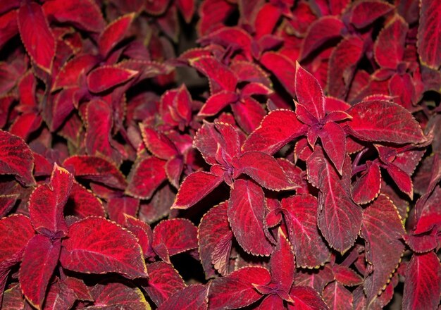 Coleus textura de fondo rojo de cerca