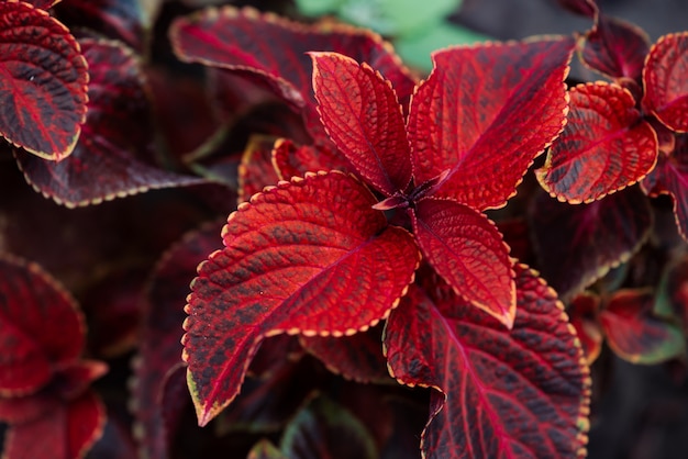 Coleus vermelho rústico da exposição gigante no macro. Folhas vermelhas incríveis.