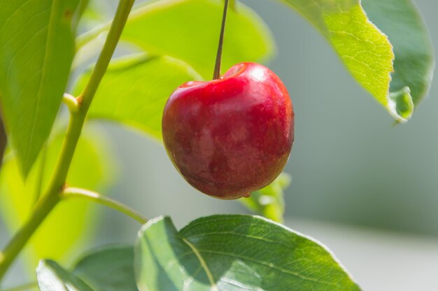 Colgando de un arbusto de cerezas maduras en un día de verano.