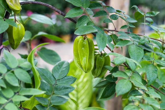 Colgando carambola joven o carambola en una rama en el jardín de cerca