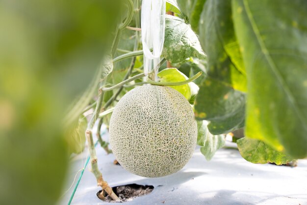 Colgante de fruta de melón verde en el fondo agrícola agrícola