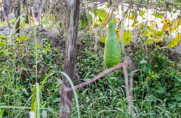 Colgar una calabaza madura o una calabaza de botella debajo del desván de bambú en el huerto