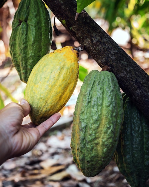 Colha a mão do agricultor de cacau agrícola segurando vagens de cacau maduras amarelas na planta de cacau