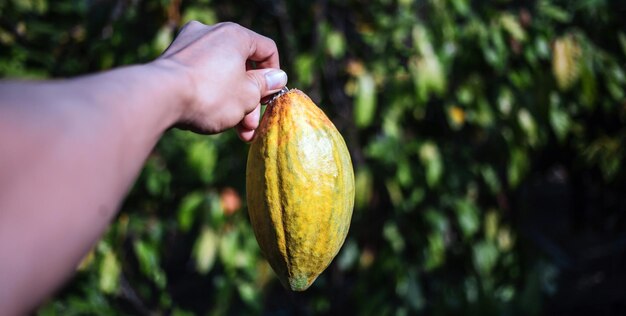 Colha a mão do agricultor de cacau segurando vagens de cacau maduras amarelas na planta de cacau