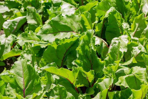 Colha as folhas de beterraba no canteiro do jardim