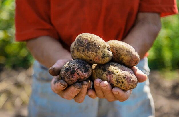 Colha batatas na horta de uma agricultora. Foco seletivo. Natureza.