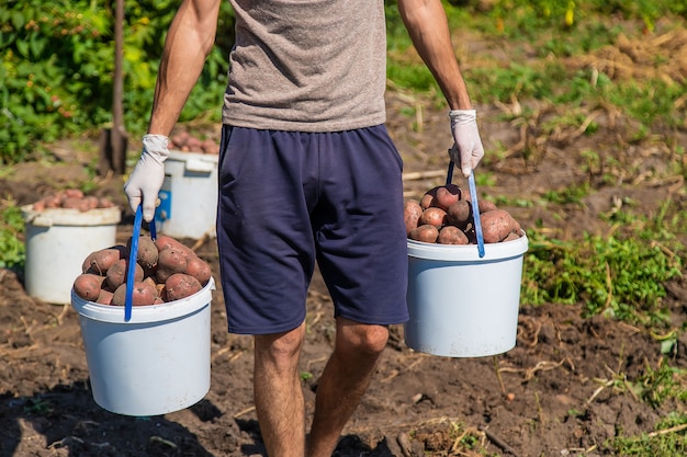 Colha batatas no jardim de um agricultor. Foco seletivo. Natureza.