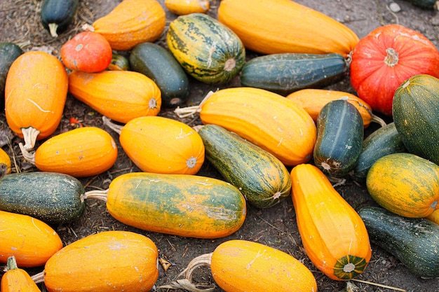 Foto colha grandes abóboras e melancias em terras agrícolas