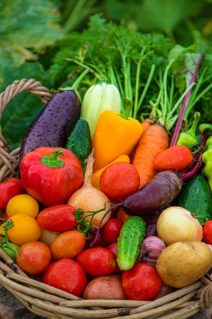 Colha legumes no jardim Foco seletivo