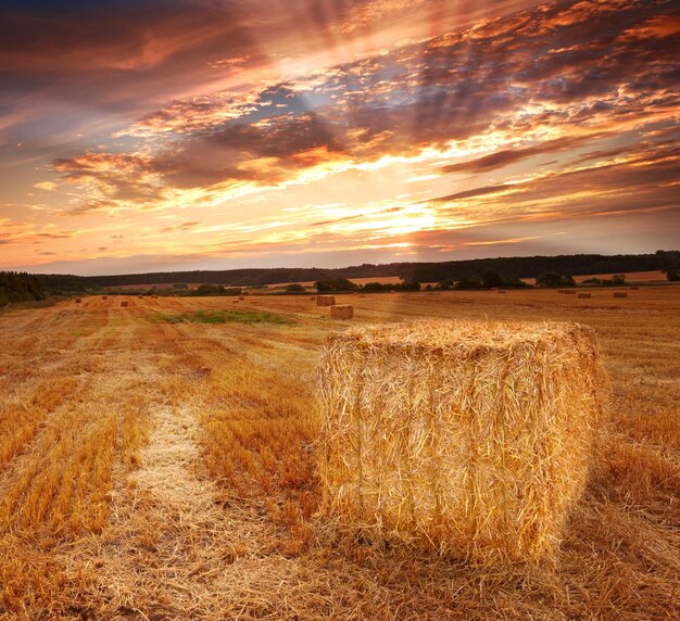 Colha o campo Um campo em uma fazenda