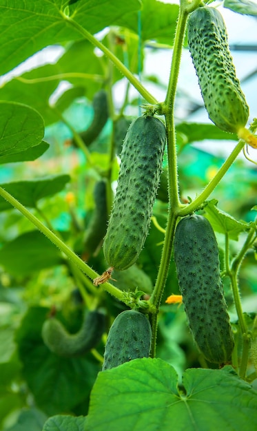 Colha pepinos nos galhos. Foco seletivo. Natureza.