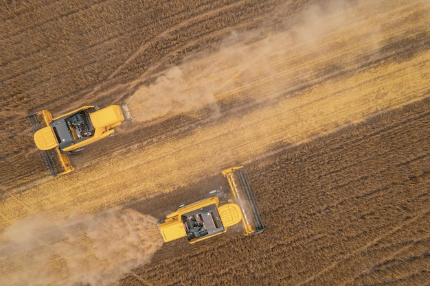 Colheita combinada vista aérea da máquina agrícola coletando trigo maduro dourado em caminhão