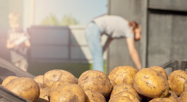 Colheita da batata. Contra o pano de fundo de um jardim.