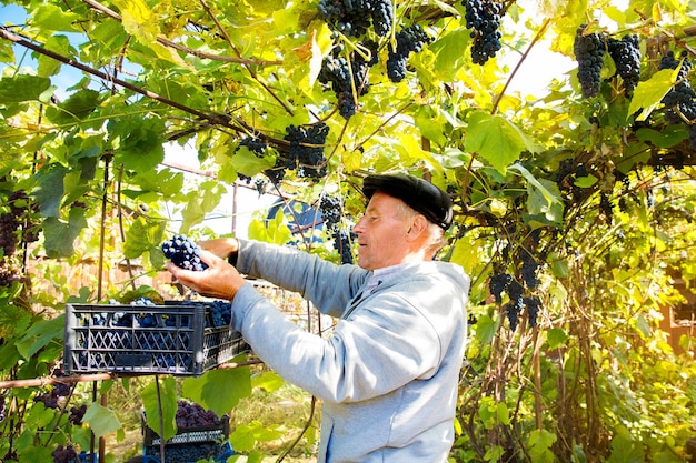 Colheita da uva na vinha Um homem remove cachos de uvas pretas Isabella de uma videira