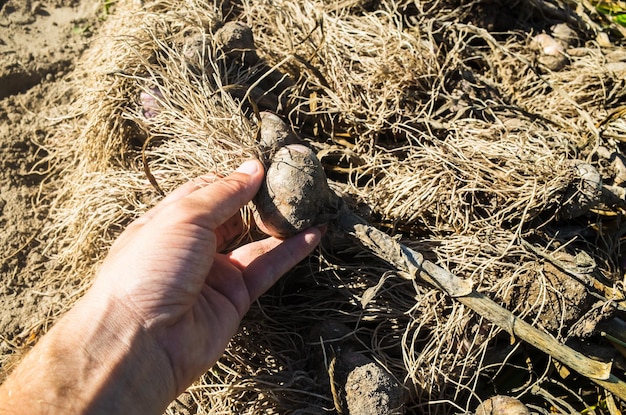 Colheita de alho coletada no jardim Trabalho de plantação Colheita de outono e conceito de alimentos orgânicos saudáveis fecham com foco seletivo