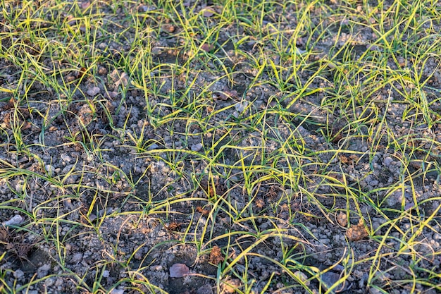 Colheita de alho crescendo no campo