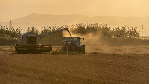 Colheita de arroz na Albufera de Valência ao pôr do sol