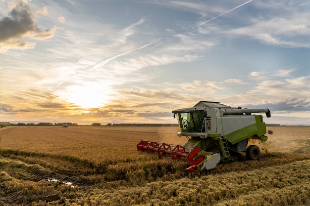 Foto colheita de arroz na albufera de valência ao pôr do sol