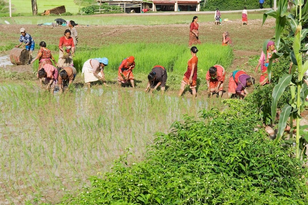 Colheita de arroz no vale de Katmandu, Nepal