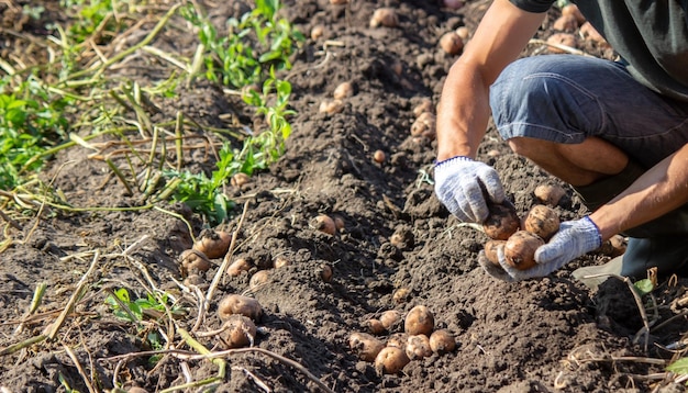 Colheita de batata orgânica recentemente colhida Agricultor no jardim