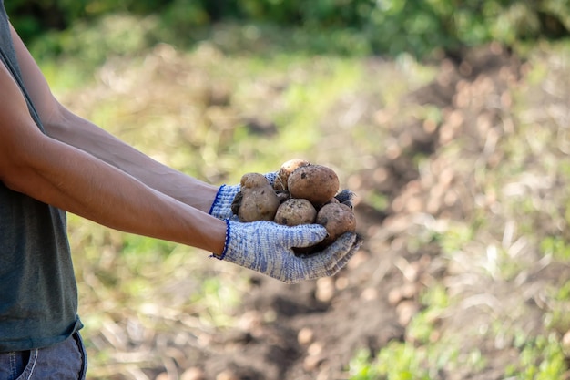 Colheita de batatas Boa colheita O agricultor tem batatas nas mãos