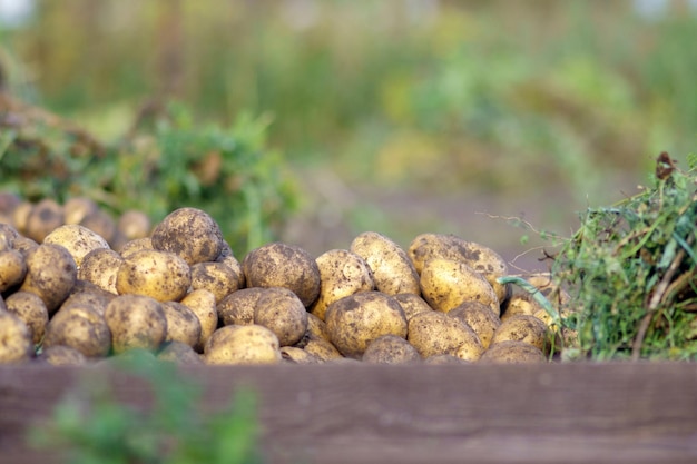 Colheita de batatas em setembro Agricultura biológica Colheita de outono Colheita de batatas