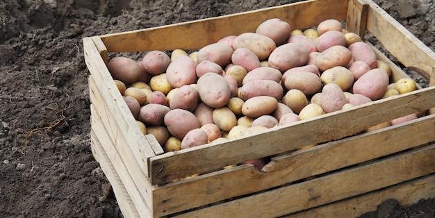 Colheita de batatas em um campo agrícola