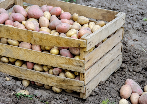 Colheita de batatas em um campo agrícola