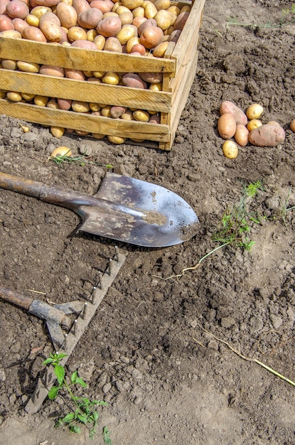 Colheita de batatas em um campo agrícola