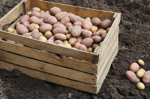 Colheita de batatas num campo agrícola