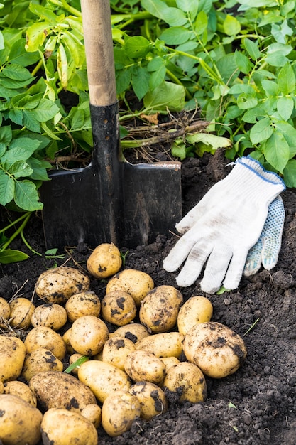 Colheita de batatas recém-cavadas na foto vertical de cultivo vegetal moído