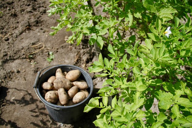 Foto colheita de batatas