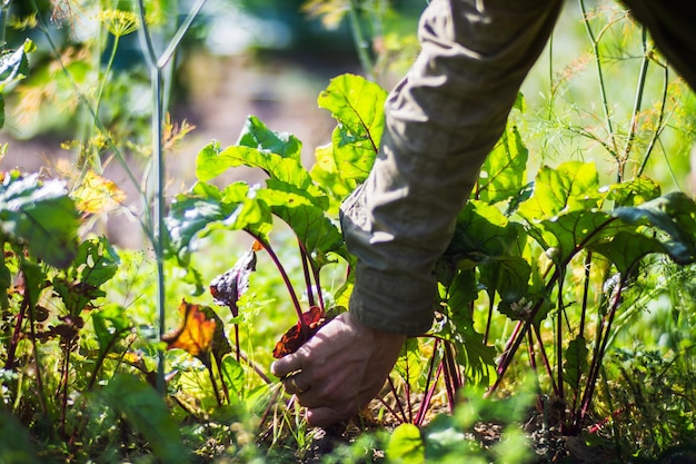 Colheita de beterraba coletada no jardim Trabalho de plantação Colheita de outono e conceito de alimentos orgânicos saudáveis fecham com foco seletivo