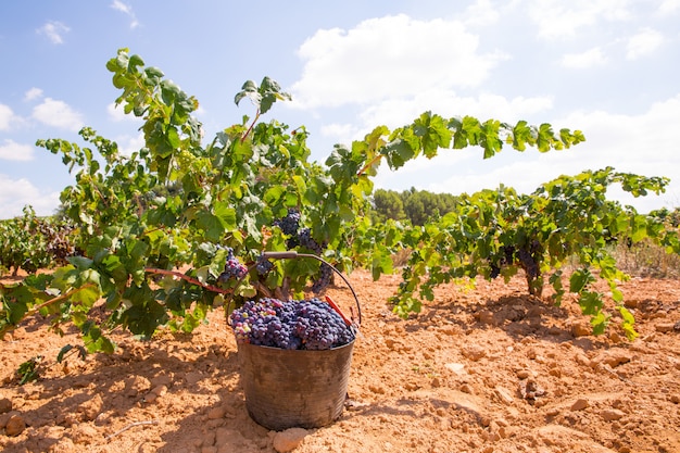 colheita de bobal com colheita de uvas para vinho